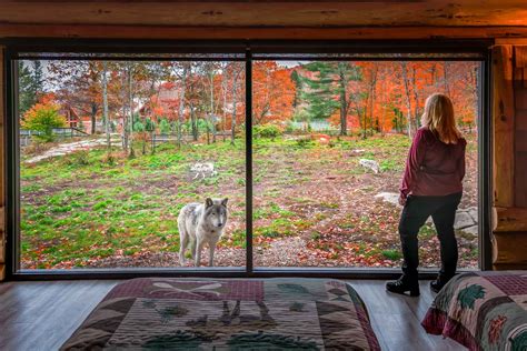 parc omega wolf cabin|montebello canada wolf cabin.